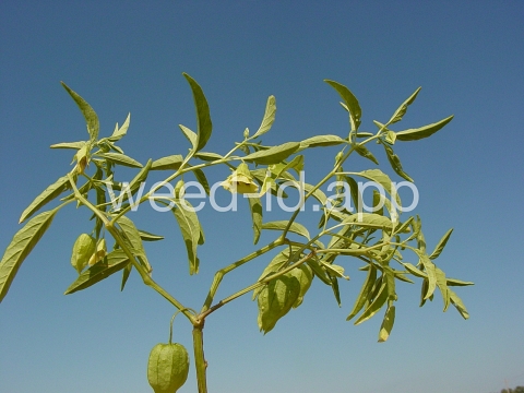 groundcherry, longleaf